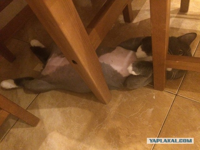Котовторник  14.11.2017