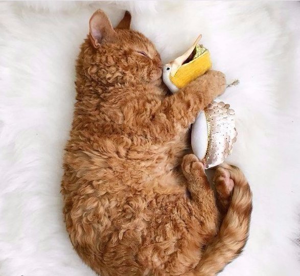 Коты и Кошки