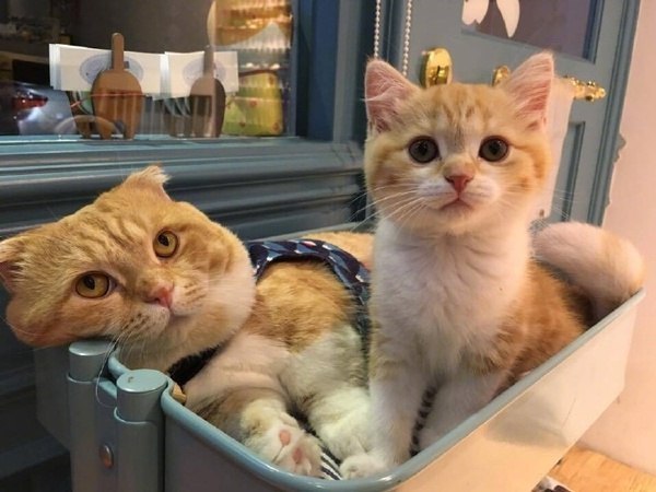 Прикольных котов пост