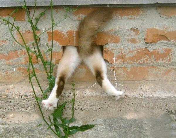 Прикольных котов пост