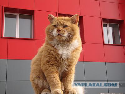 На Шпицбергене обнаружен Злостный пушистый нелегал, живущий по поддельным документам