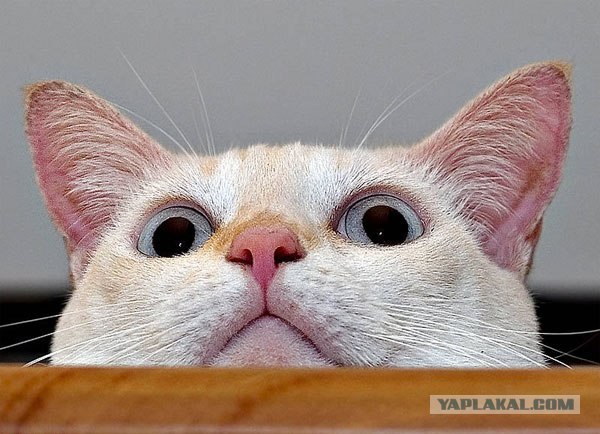 Котовторник  на  ЯПлакалъ