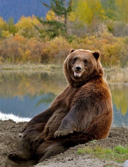 Живность из сети