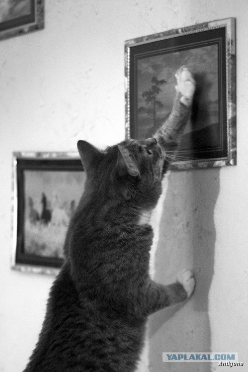 Котовторник?! Коты во вторник!