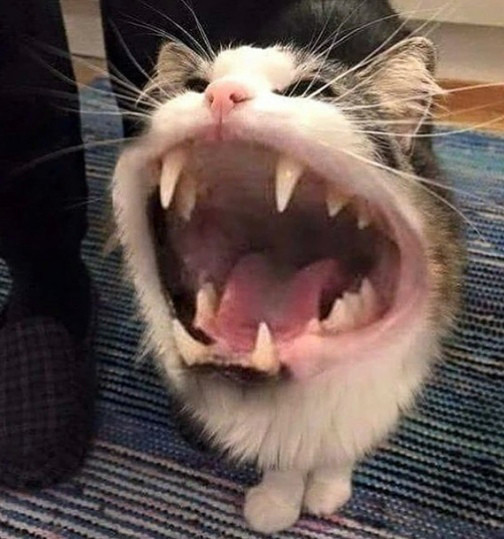 Котейка зевнул