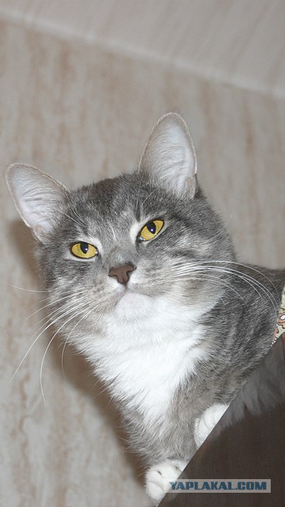 Котовторник 1.11.11