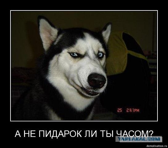 Читатель