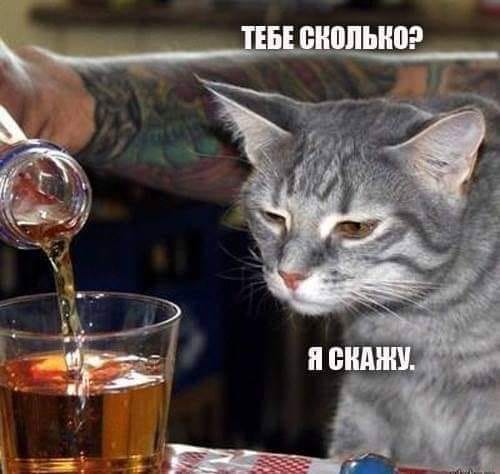 Анекдоты и картинки с надписями