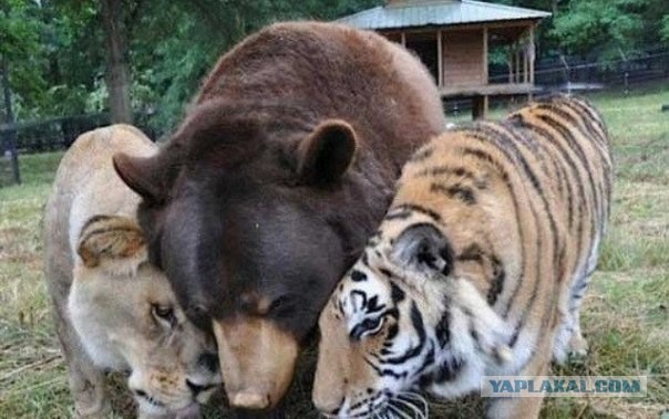 Дружба между львом, тигром и медведем