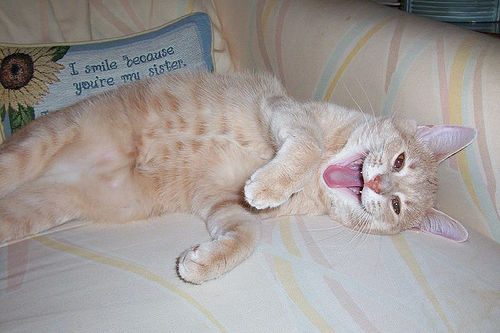 Котовторник однако