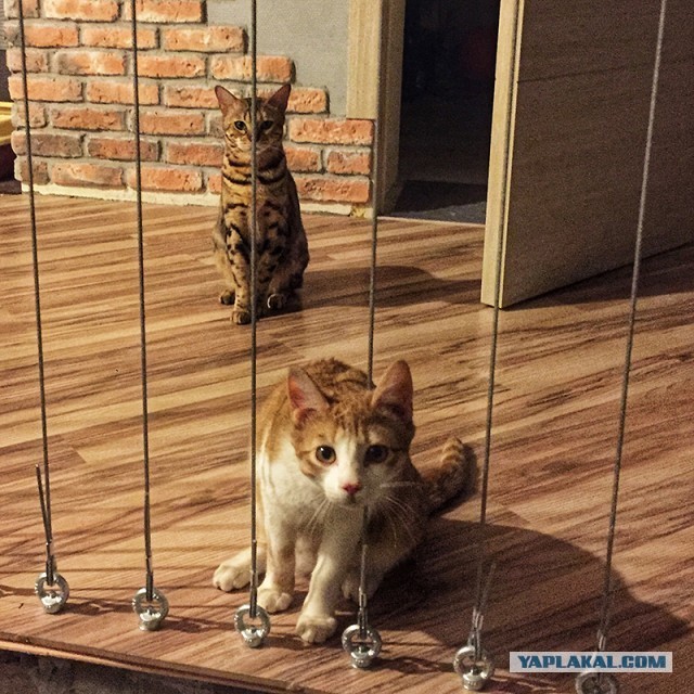 Шарик
