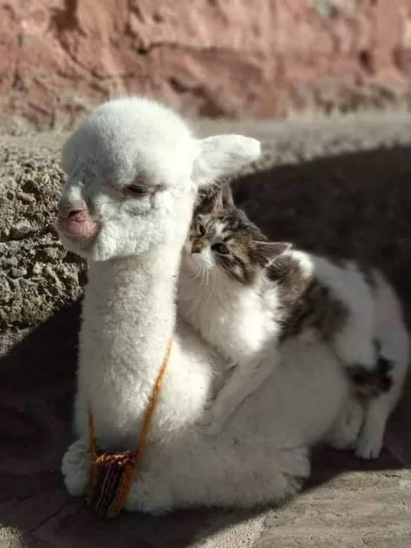 Живность из сети