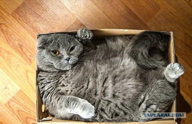 Котовторник. Тара - наше всё!