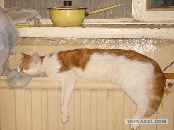 Кот и планкинг