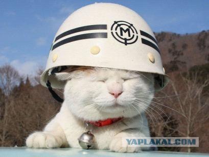 Ленивый кот Широнеко и маленький котенок