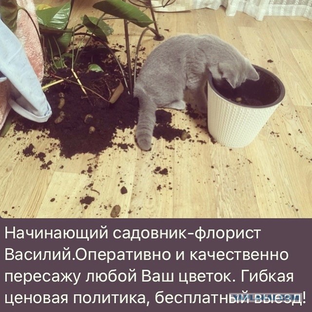 «Я могу быть невинной хоть сто раз». Капсулы девственности покорили Азию