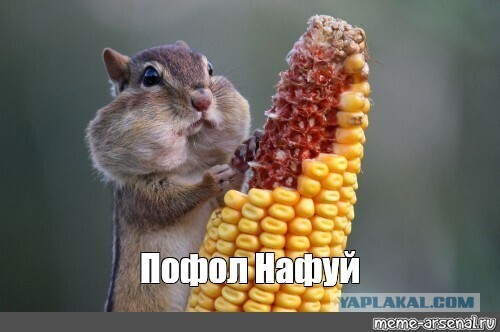Любитель одуванчиков