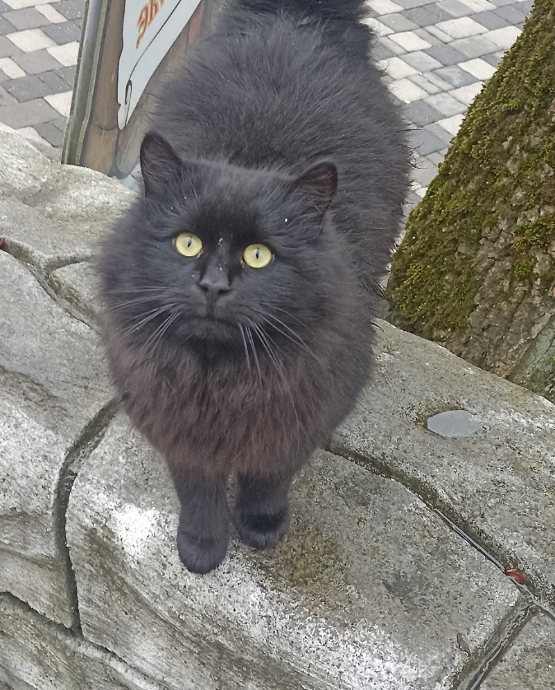 Кот с человеческим лицом.