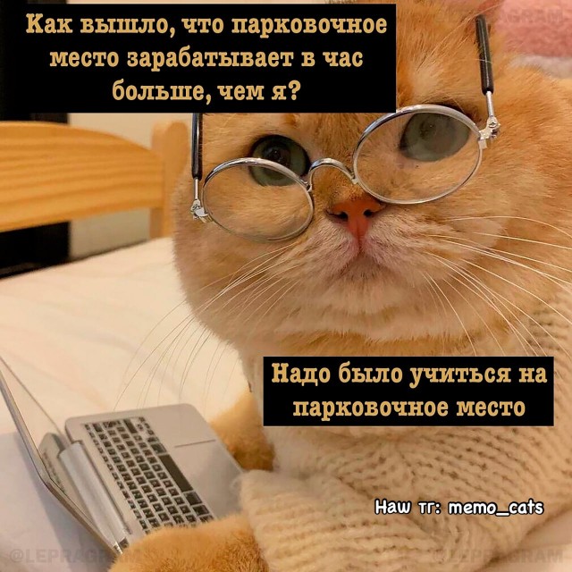 К котовторнику: подборка картинок-баянов с котиками и про котиков. Выпуск 3.