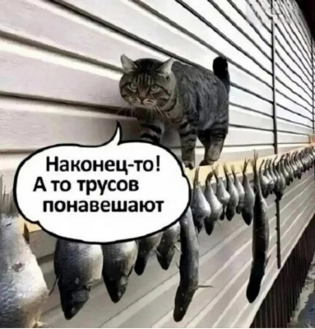 К котовторнику: подборка картинок-баянов с котиками и про котиков. Выпуск 10