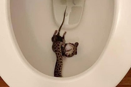 Крыса