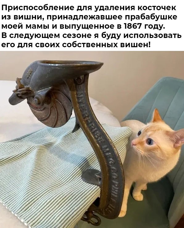 К котовторнику: подборка картинок-баянов с котиками и про котиков. Выпуск 42.