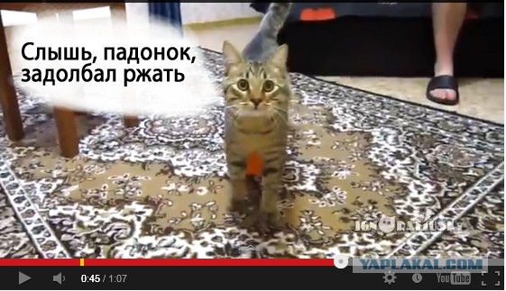 Электростатика и кот
