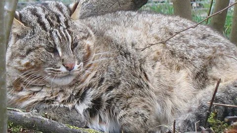 Камышовый кот. Котовторник же.
