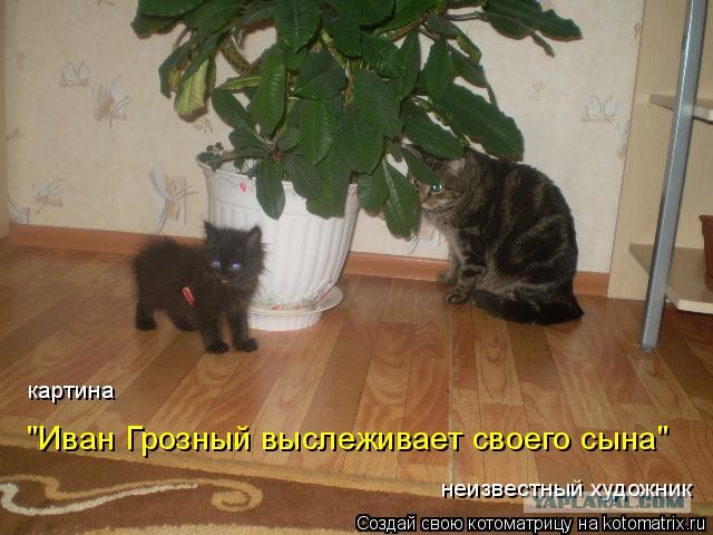 Соседский котэ...