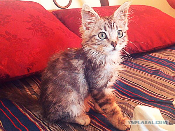 Котовторник  28.01.14