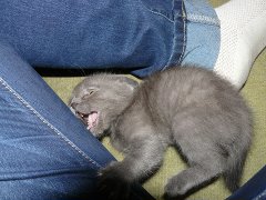 Котовторник 6.05.2014