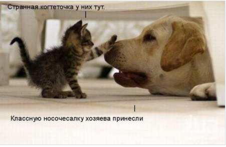 Котовторник 27.5.2014