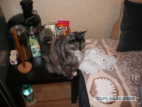 Котовторник 09.09.2014