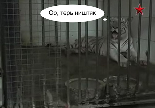 Белый тигр загрыз человека в зоопарке Индии