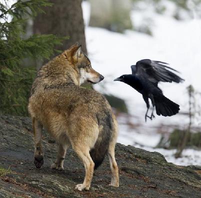 Наглые пернатые морды