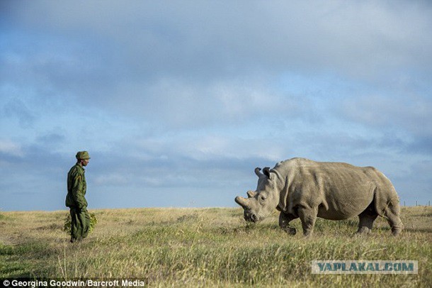 Последний носорог на планете
