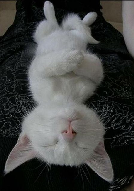 Как спят кошки....