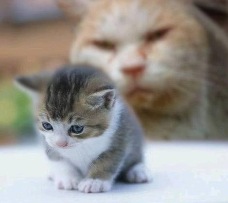 Коты, кошки, котята