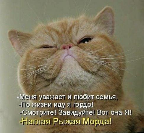 Картинки и демотиваторы