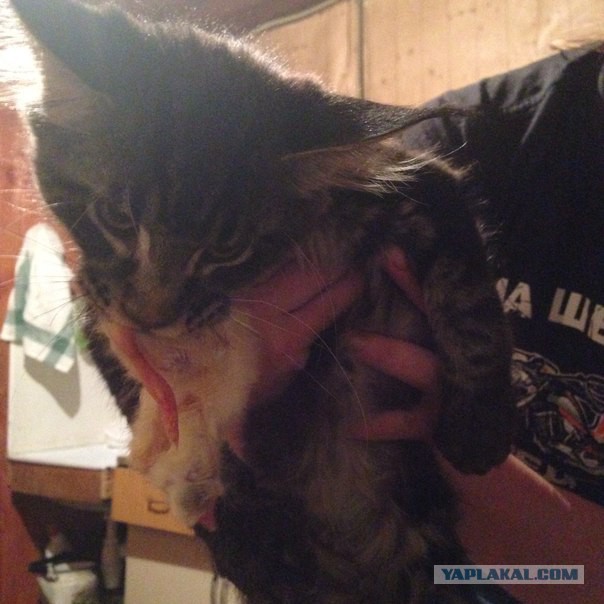 Как я вчера отбивалась от нападения