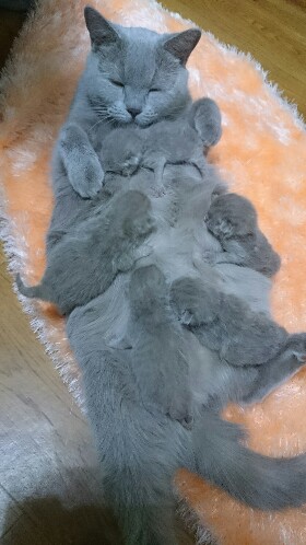 КотоВторник 26.04.2016