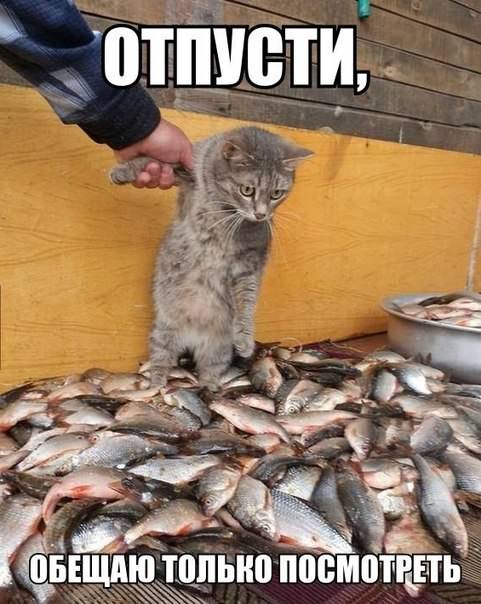 Подборка смешных картинок с надписями