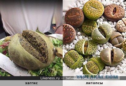 Шоу двойников