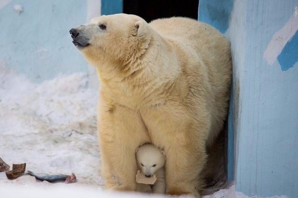 Прикольные животные