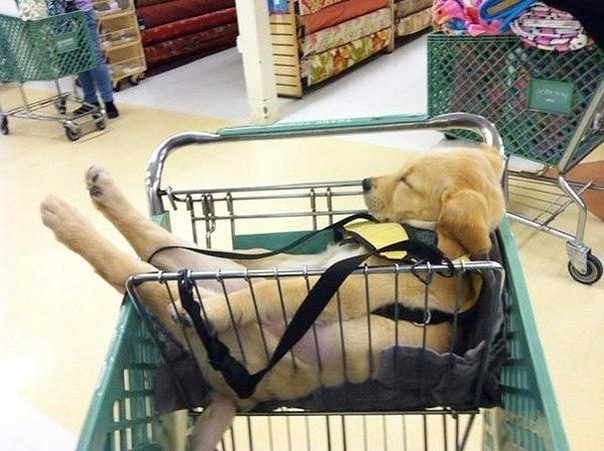 Прикольные животные