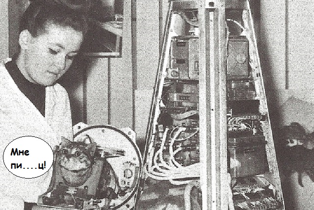 Служебные коты