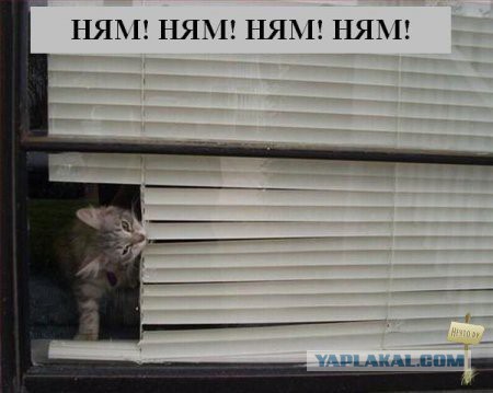 15 комиксов про то, о чем думают животные