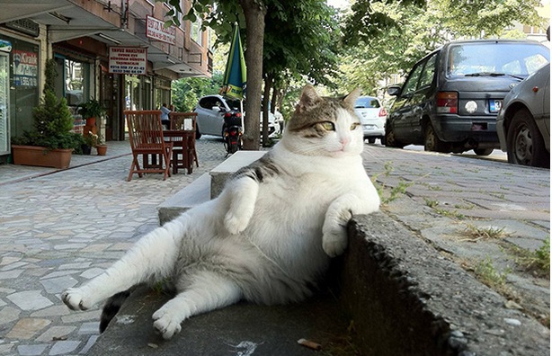 Коты из сети