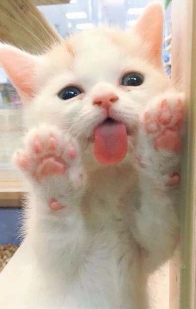 Коты из сети