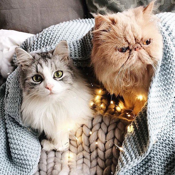 Коты и Кошки